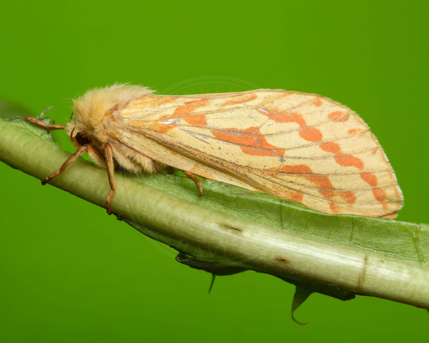 Humlerodæder han på bladstængel