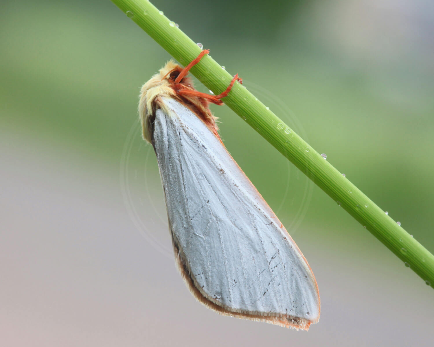 insekthaver humlerodaeder 2