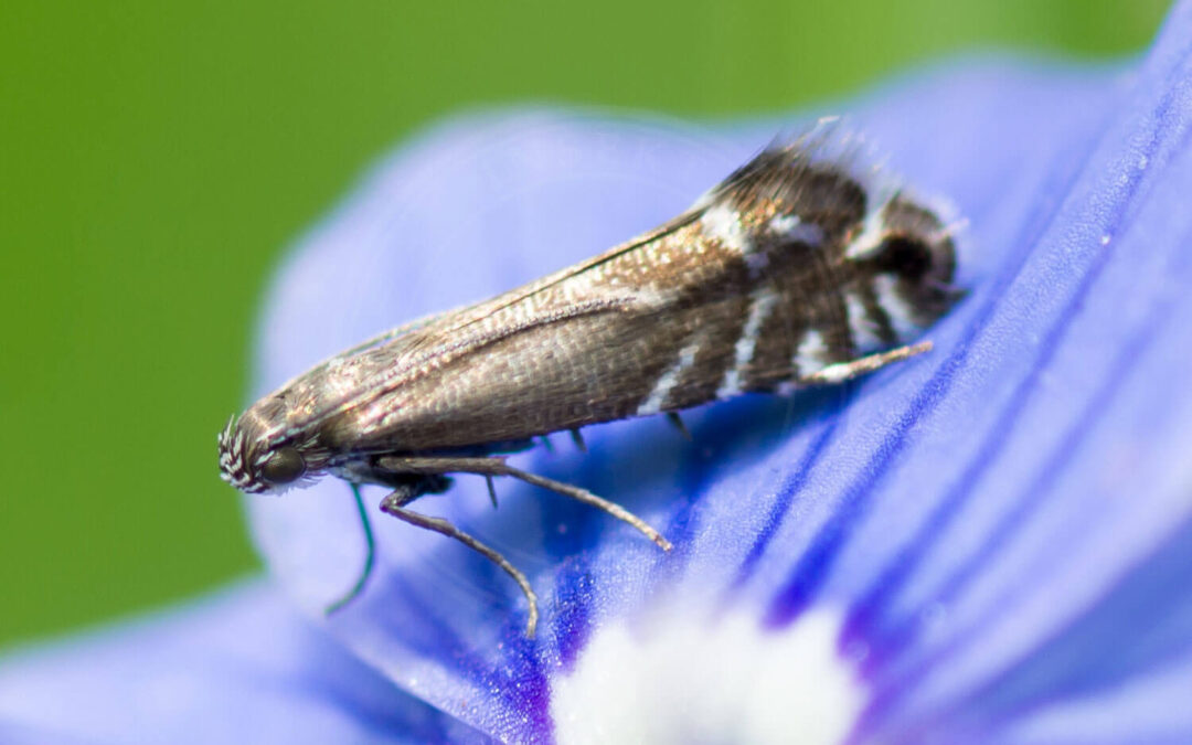 Hundegræsmøl på blå blomst