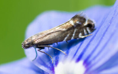 Hundegræsmøl Glyphipterix simpliciella