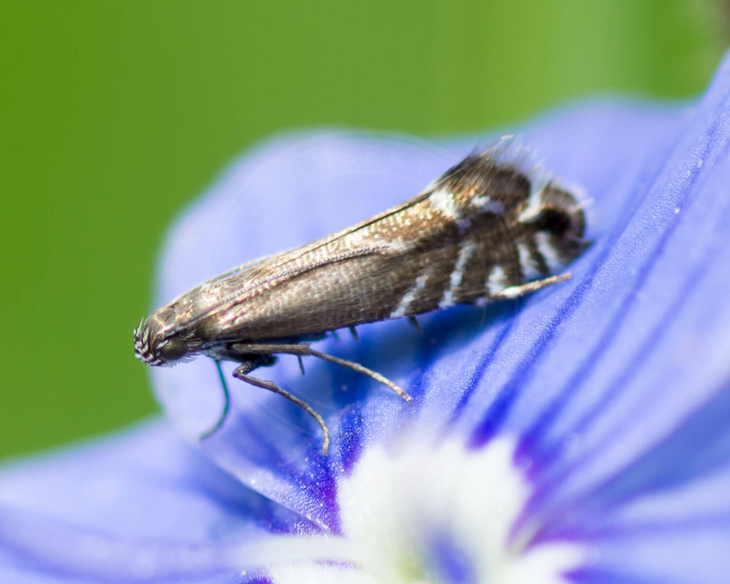 Hundegræsmøl på blå blomst