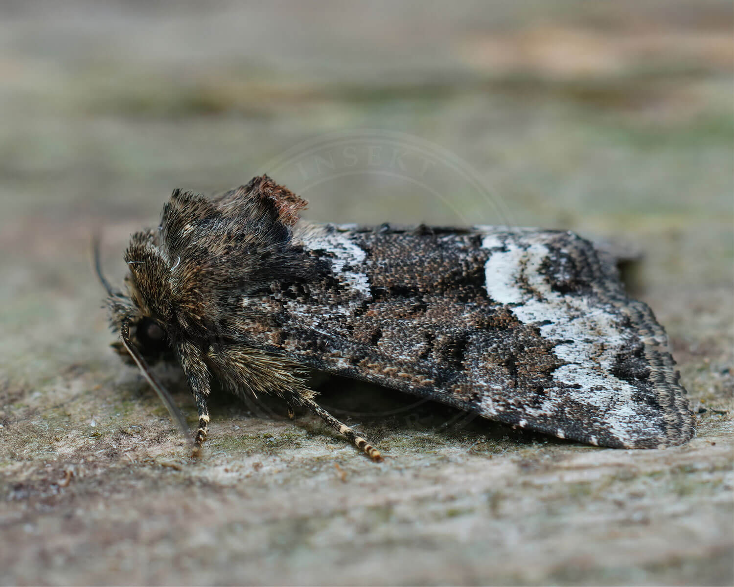Hundegræsugle en natsommerfugl der holder til græs der ikke bliver slået