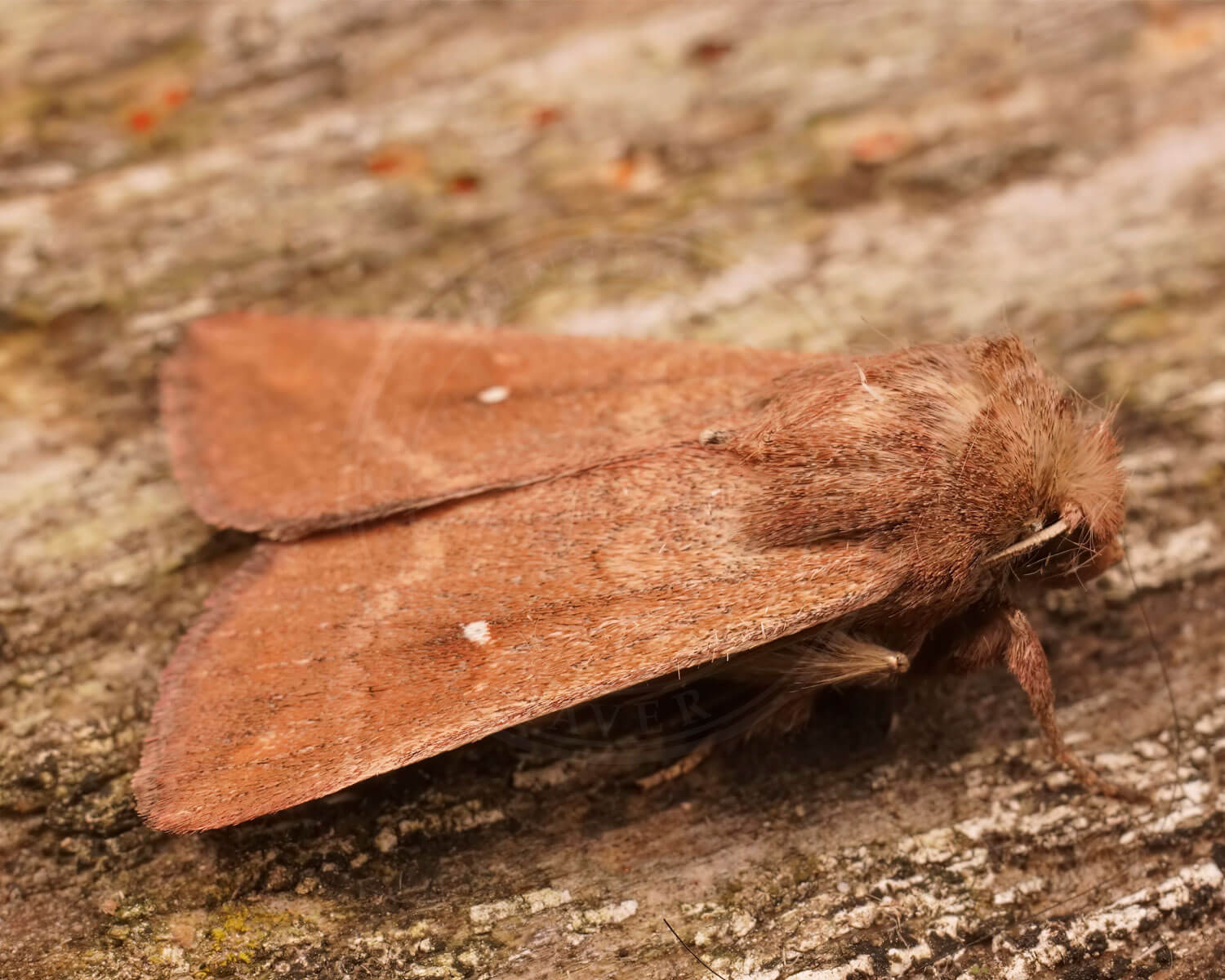 Hvid-Punkt Græsugle med en lille hvid prik på hver vinge