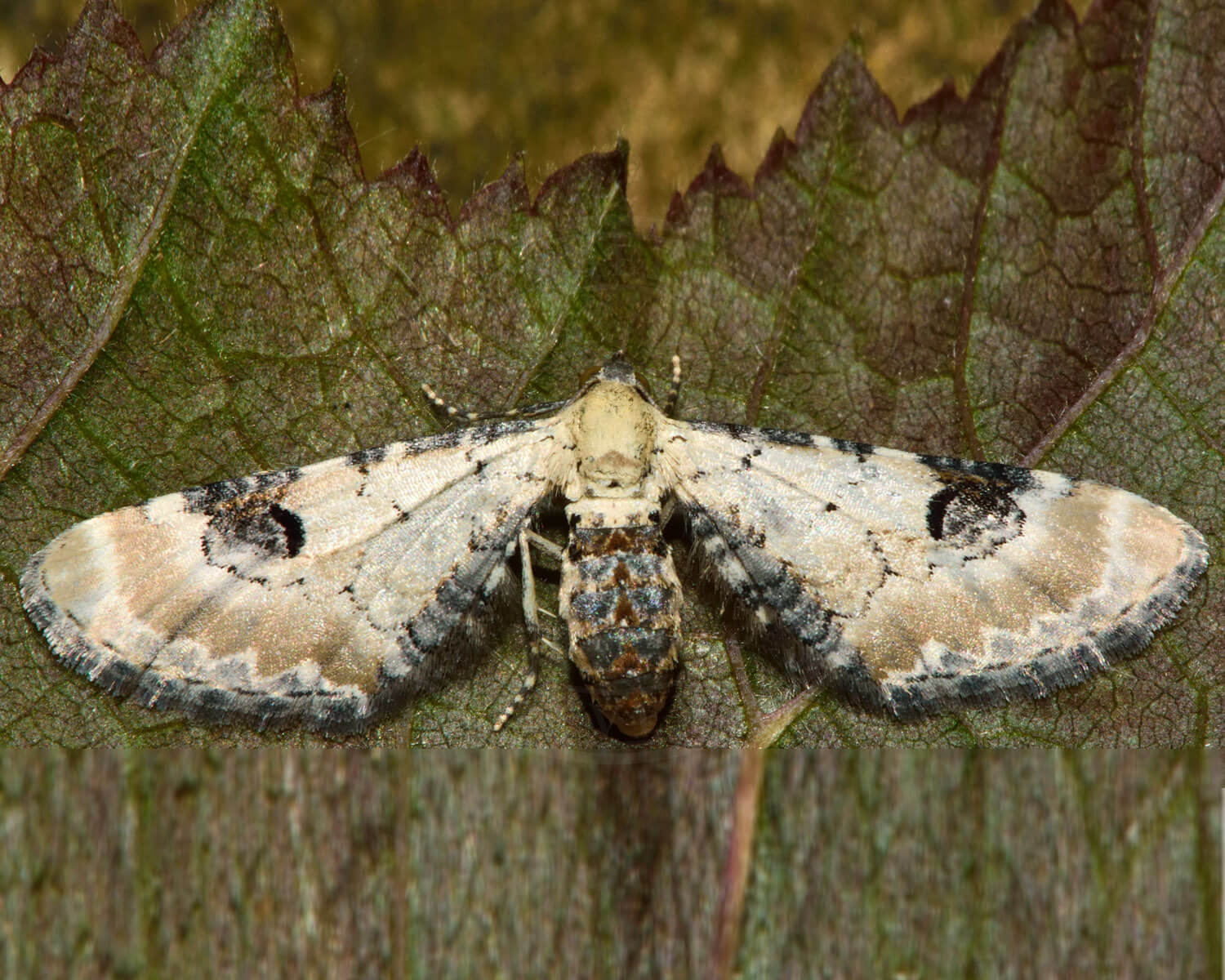 Hvid Dværgmåler på blad
