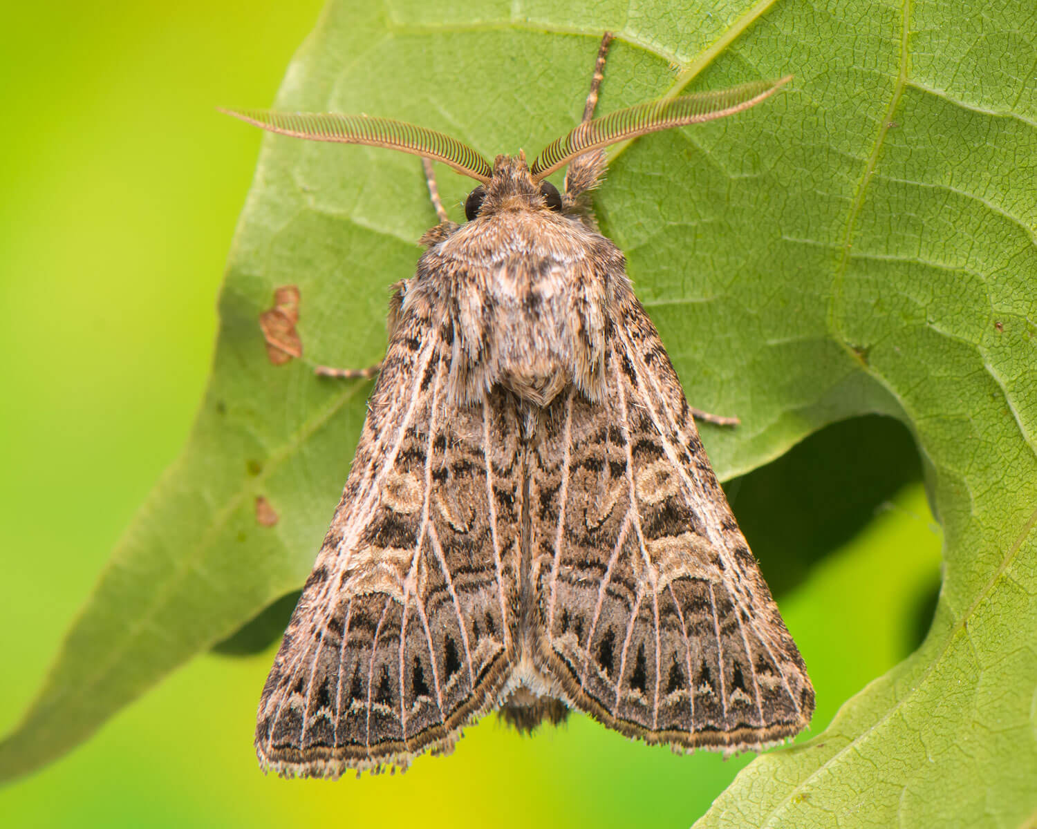 Hvidåret Græsugle med tydelige hvide åre