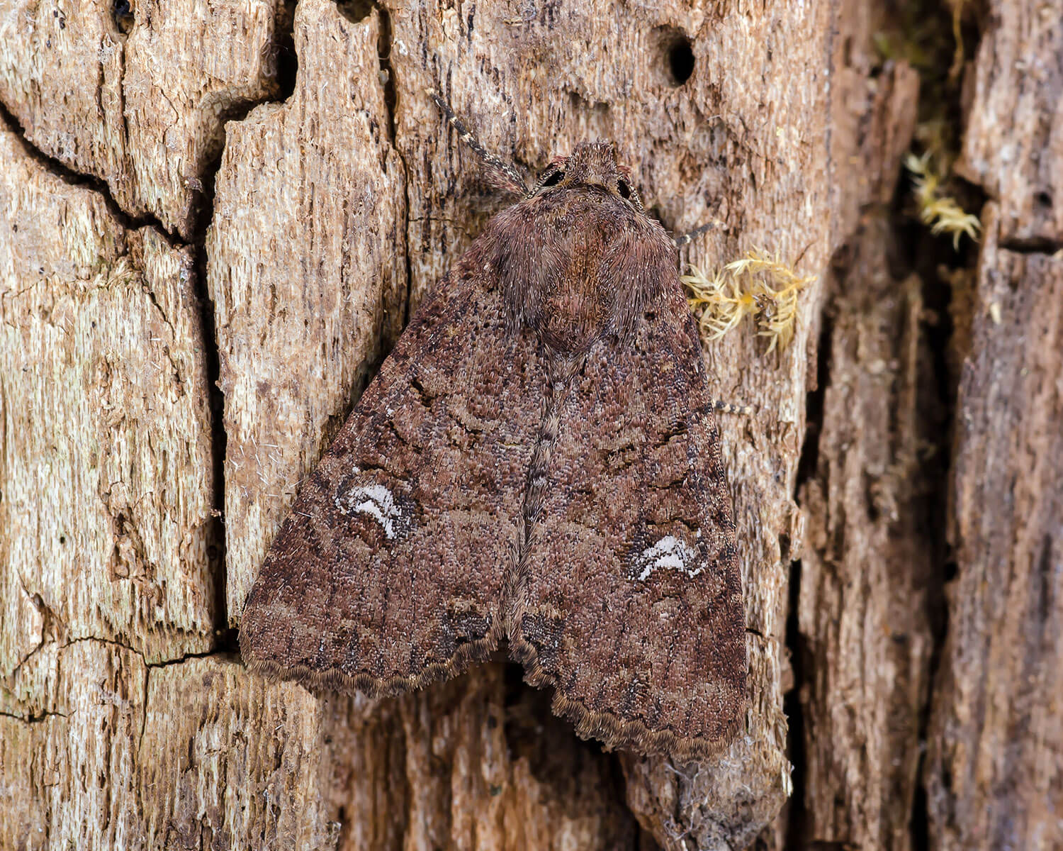 Hvidaksugle på et stykke gammelt træ