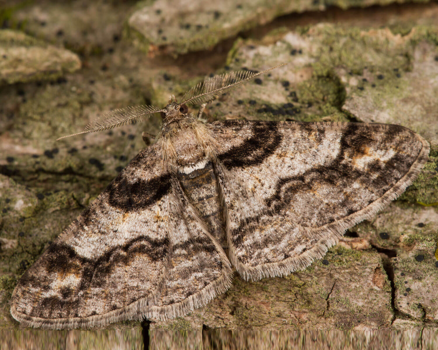 Hvidbæltet Barkmåler med de flotte buede striber