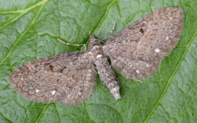 Hvidplettet Dværgmåler Eupithecia tripunctaria