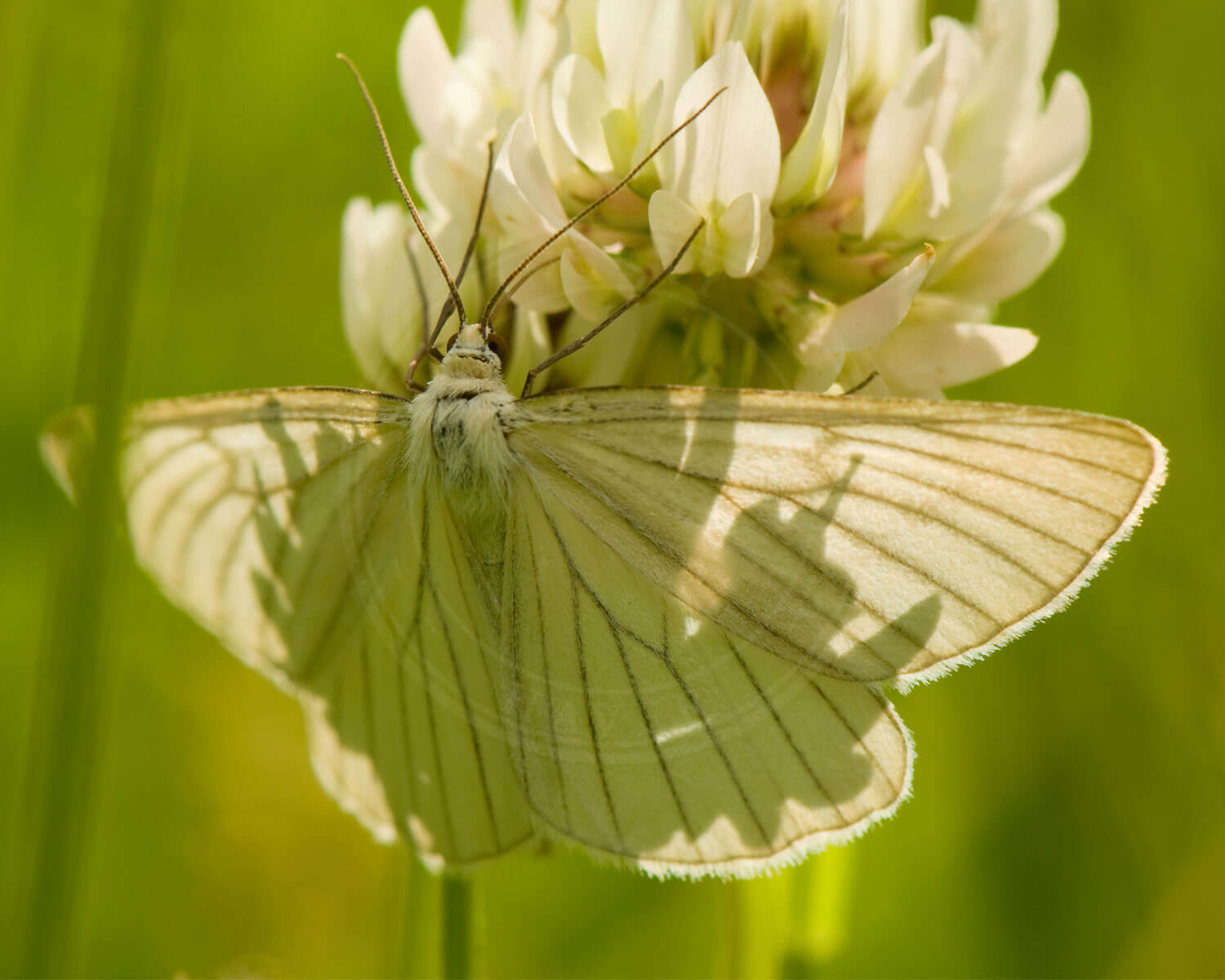 Hvidvingemåler på Kløverblomst