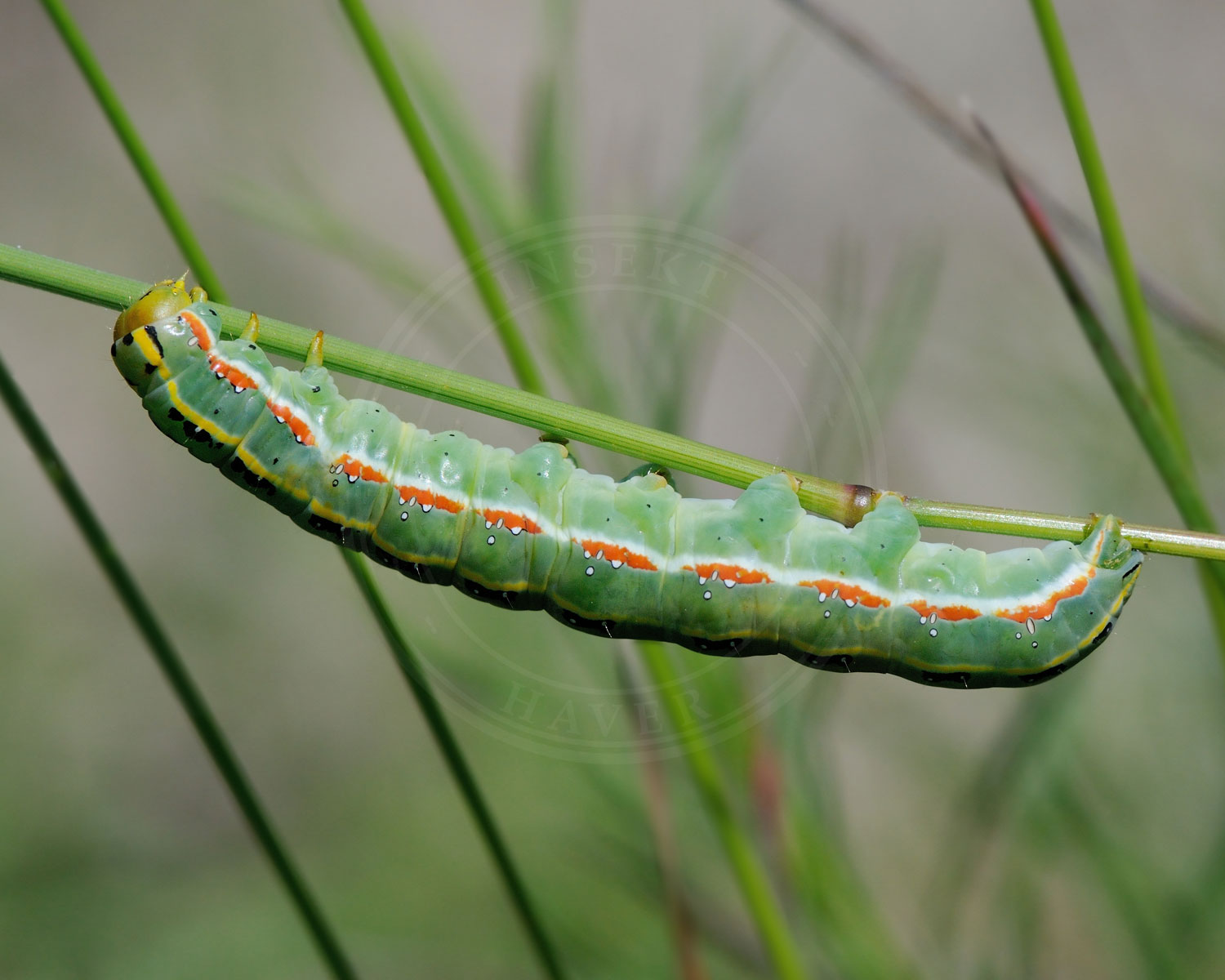 insekthaver irisugle 1