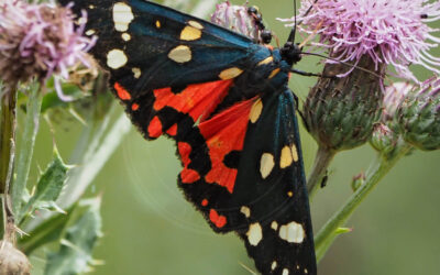 Jomfrubjørn Callimorpha dominula