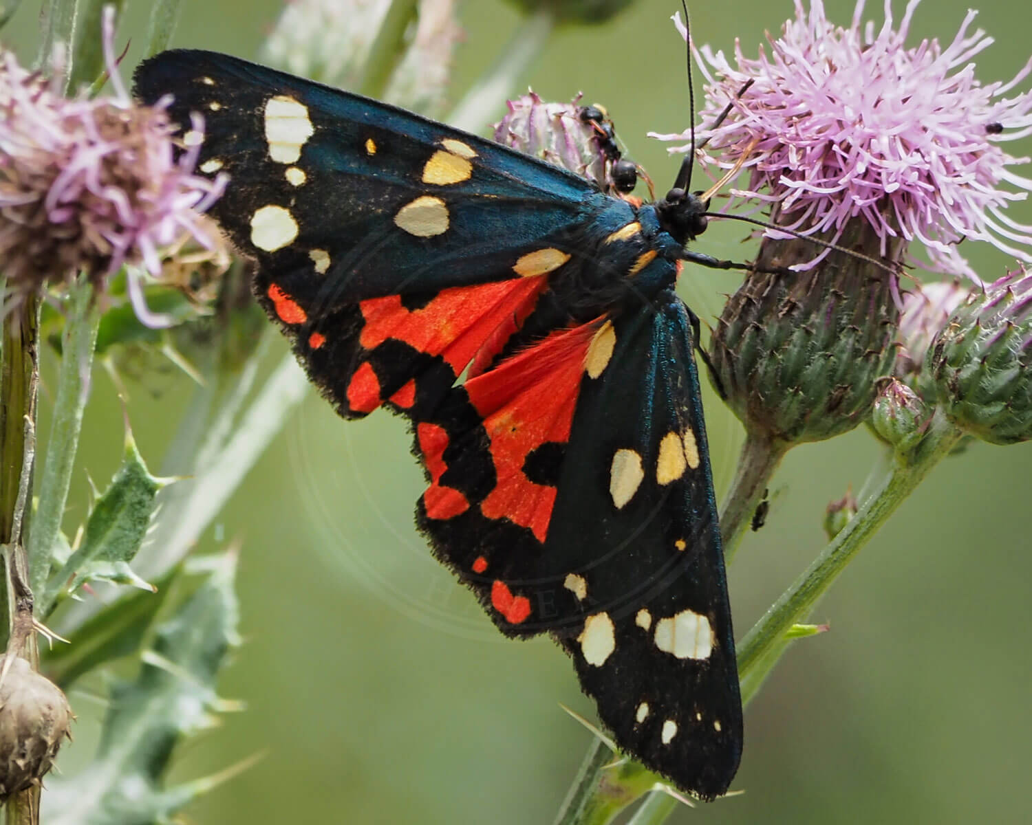 Jomfrubjørn med vingerne foldet helt ud - så fin!