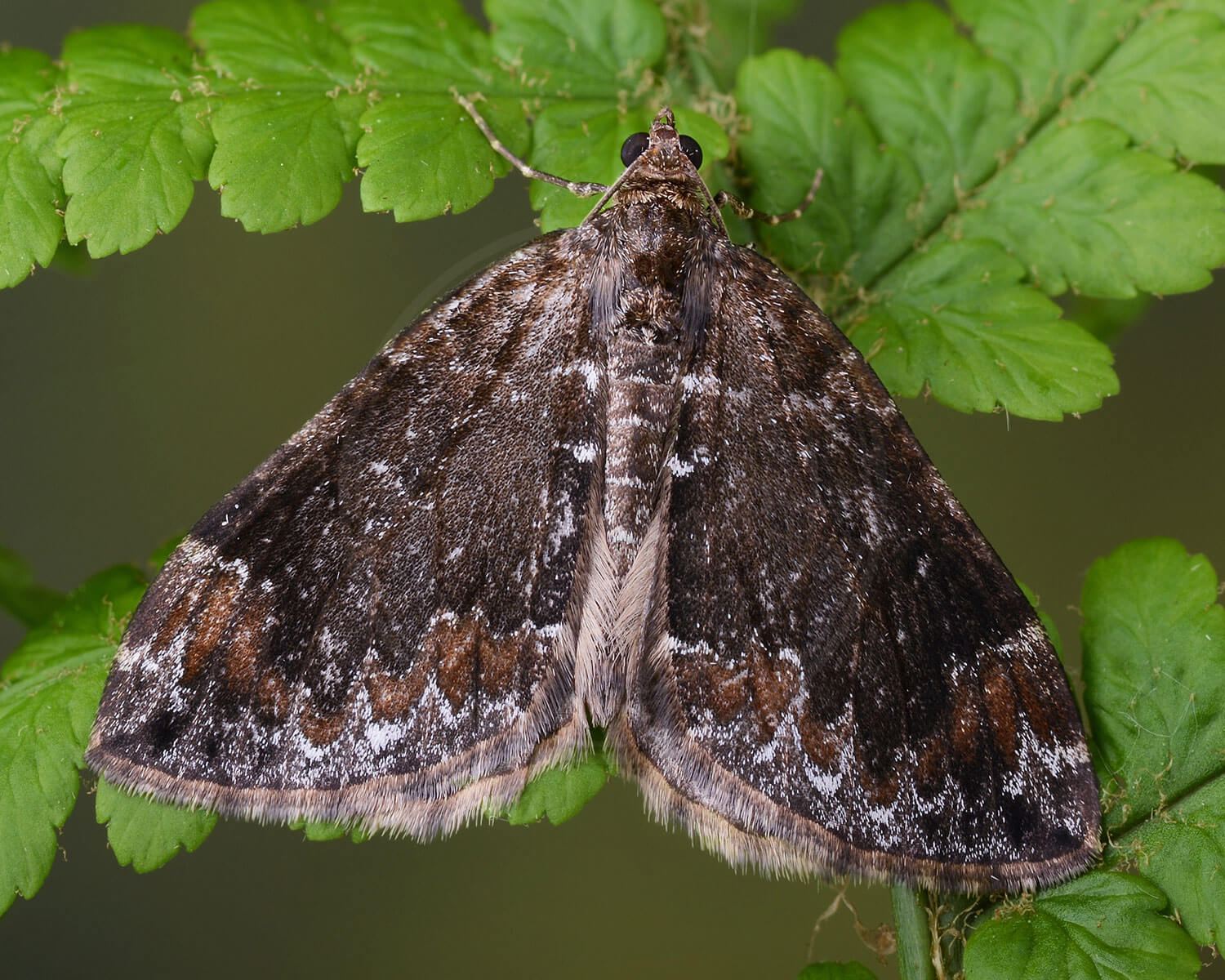 Jordbær Bladmåler på stængel mellem blade