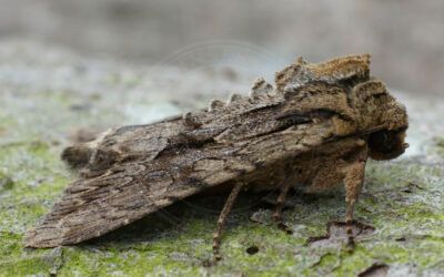 Jordugle Apamea monoglypha