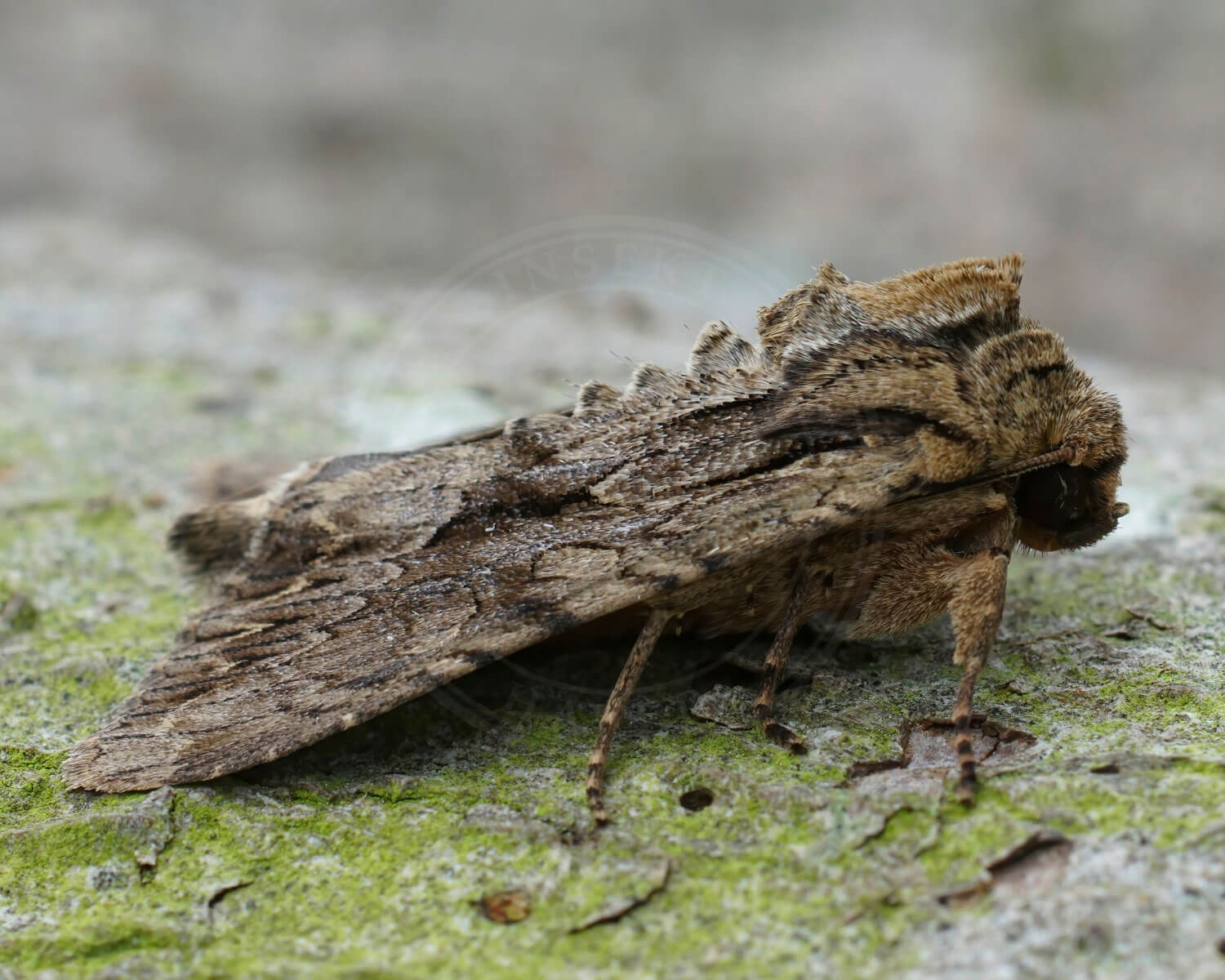 Jordugle set fra siden