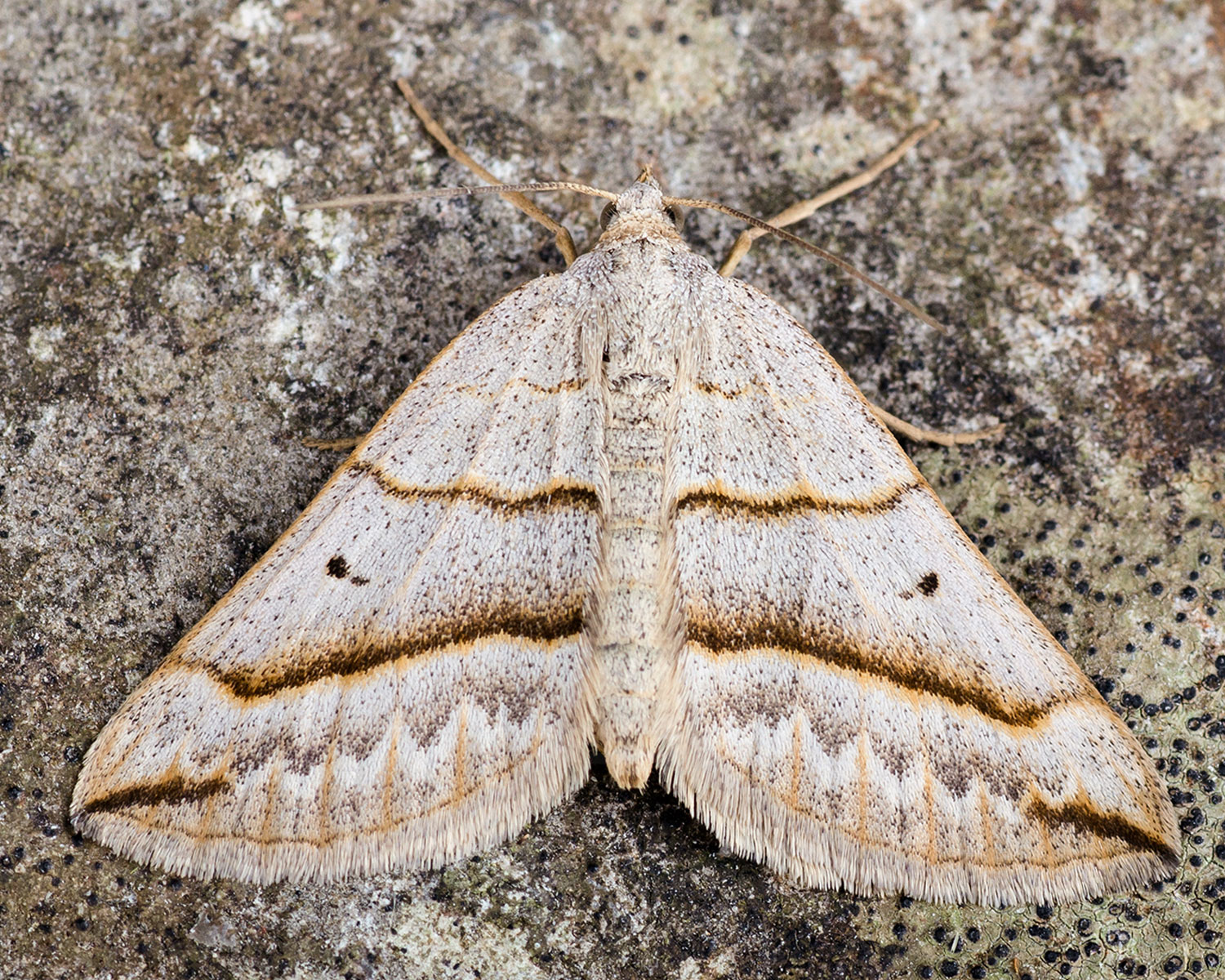 Junimørkvingemåler – Scotopteryx mucronata