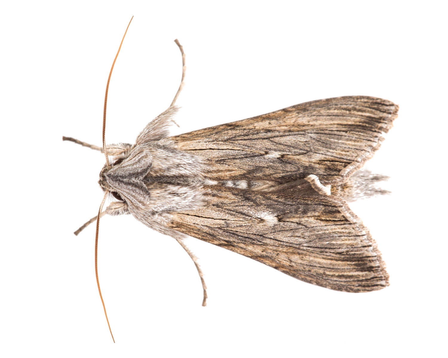 Kamille-Hætteugle – Cucullia chamomillae