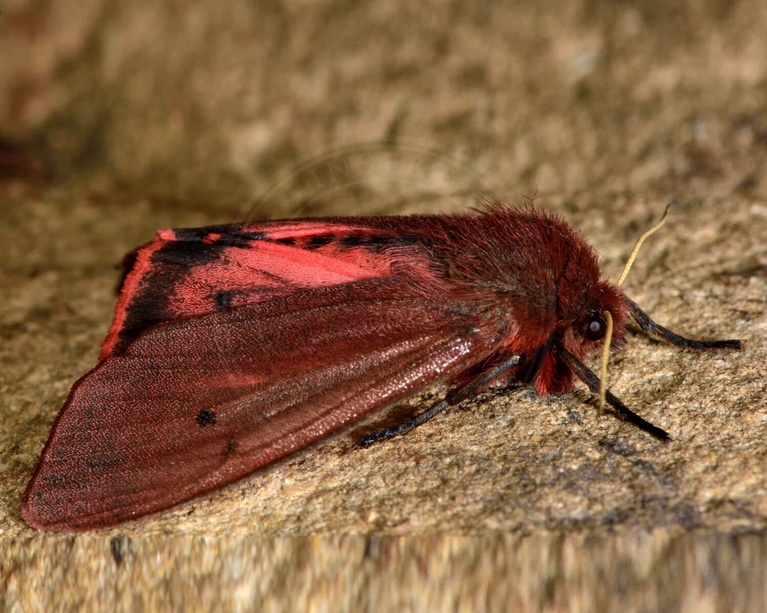 Kanelbjørn – Phragmatobia fuliginosa