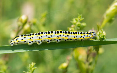 Kappeugle Calophasia lunula