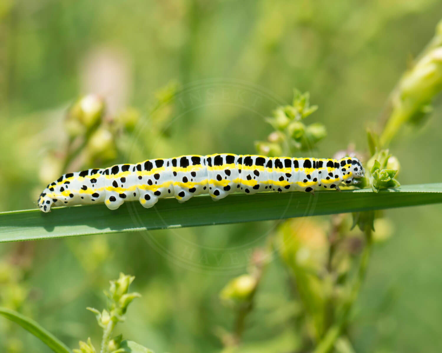 Kappeugle – Calophasia lunula