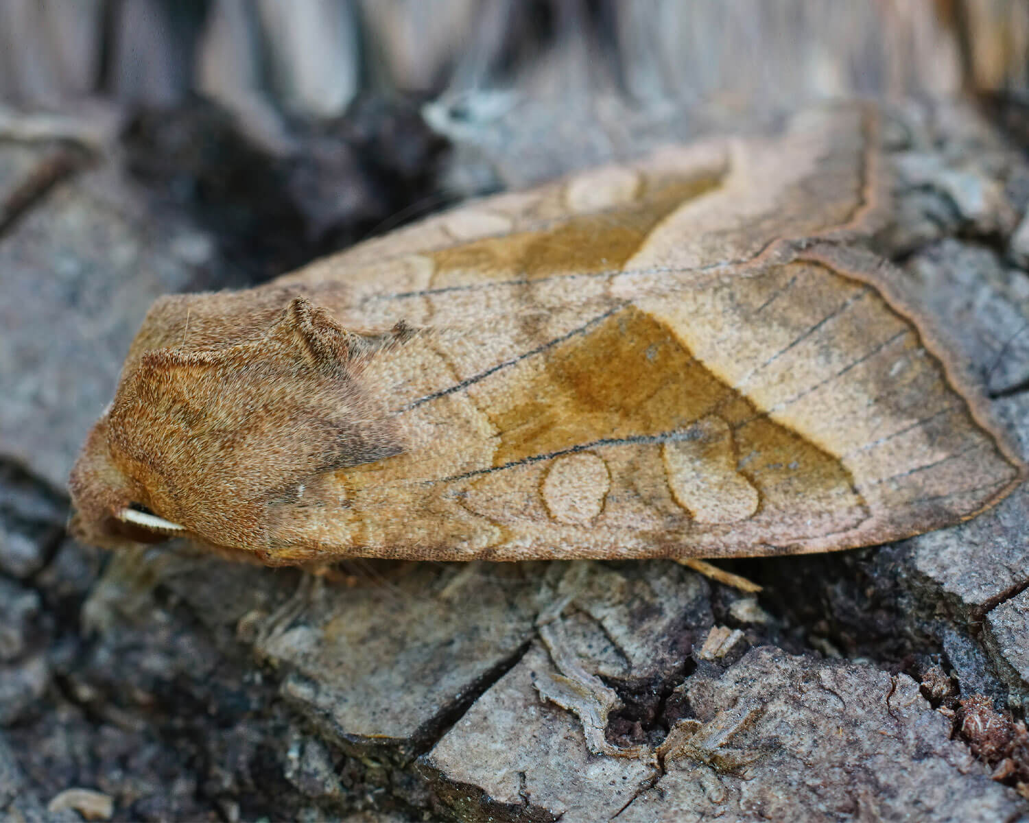 Kartoffelborer – Hydraecia micacea