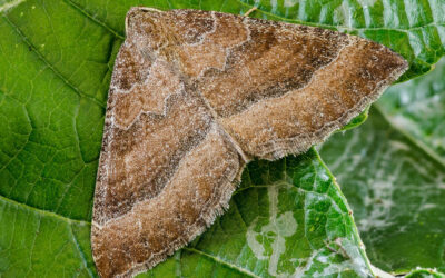 Katostmåler Larentia clavaria