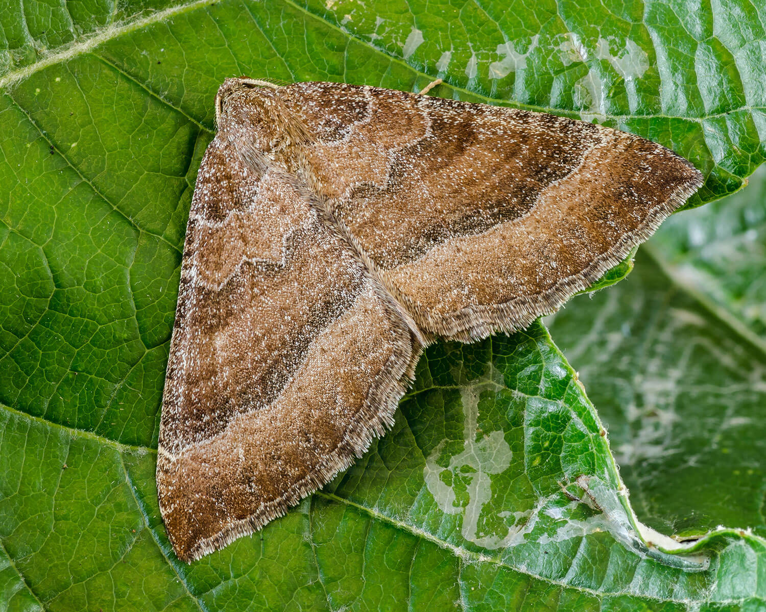 Katostmåler – Larentia clavaria