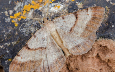 Klitmåler Selidosema brunnearia