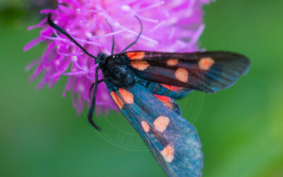 Køllesværmer sp. Zygaena sp.