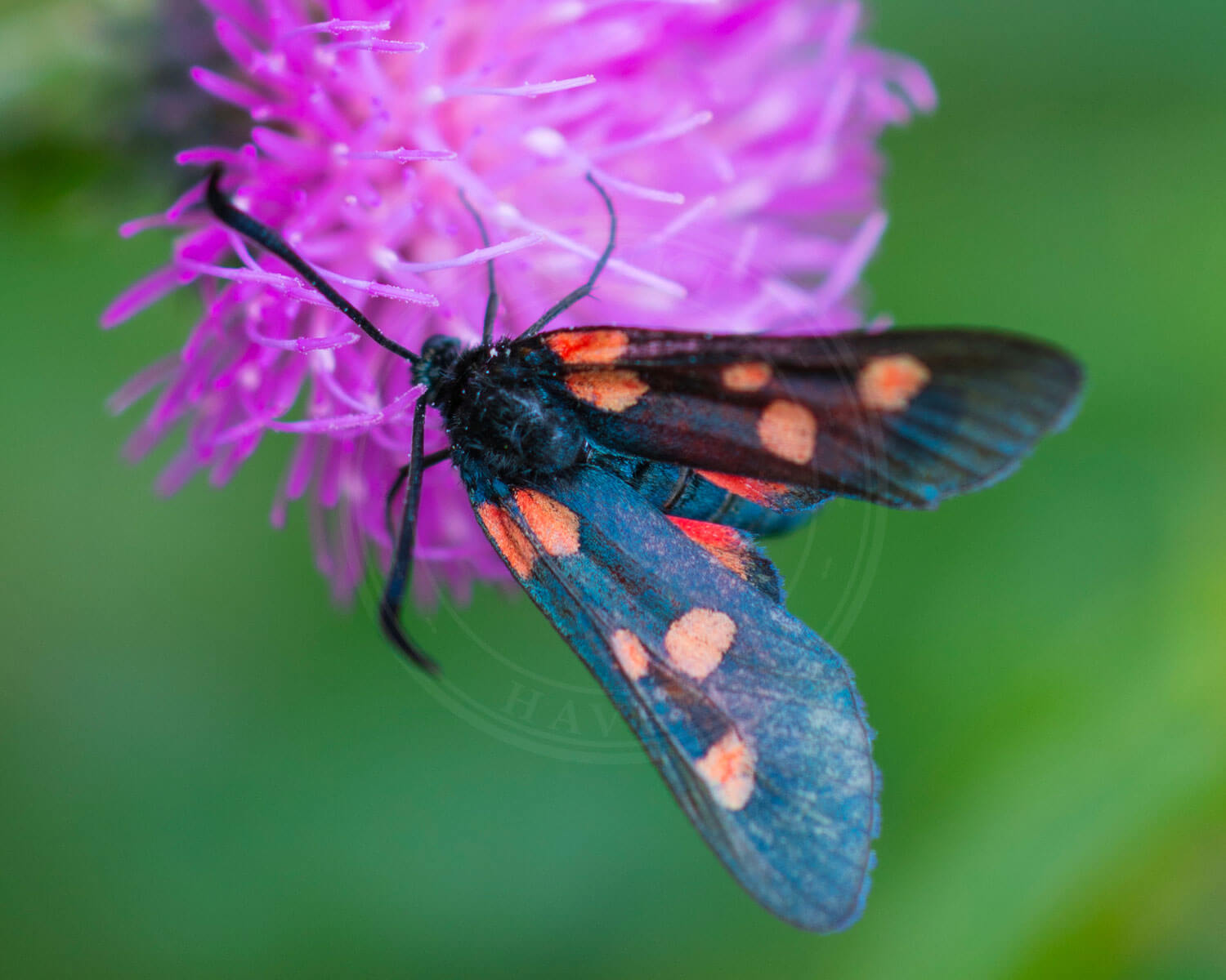 Køllesværemer Sp her på rød blomst