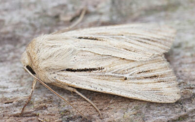 Kommaugle Leucania comma