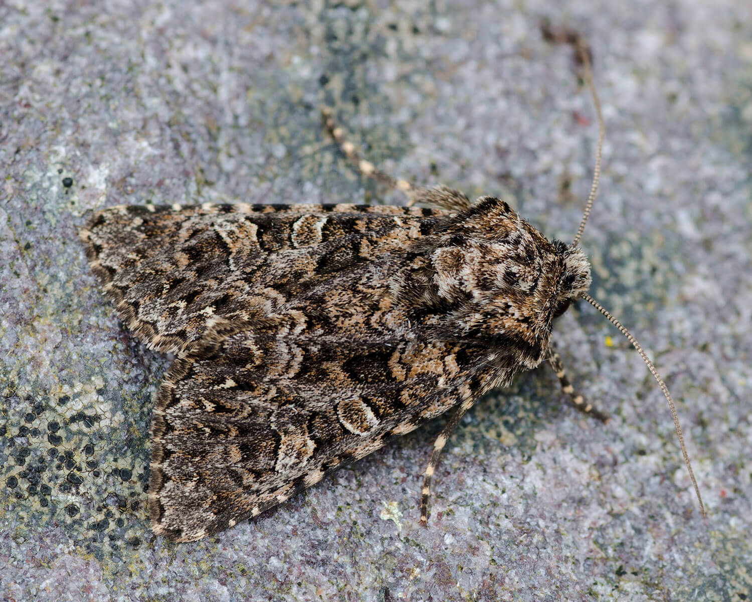 Konfus Nellikeugle sidder her på bark