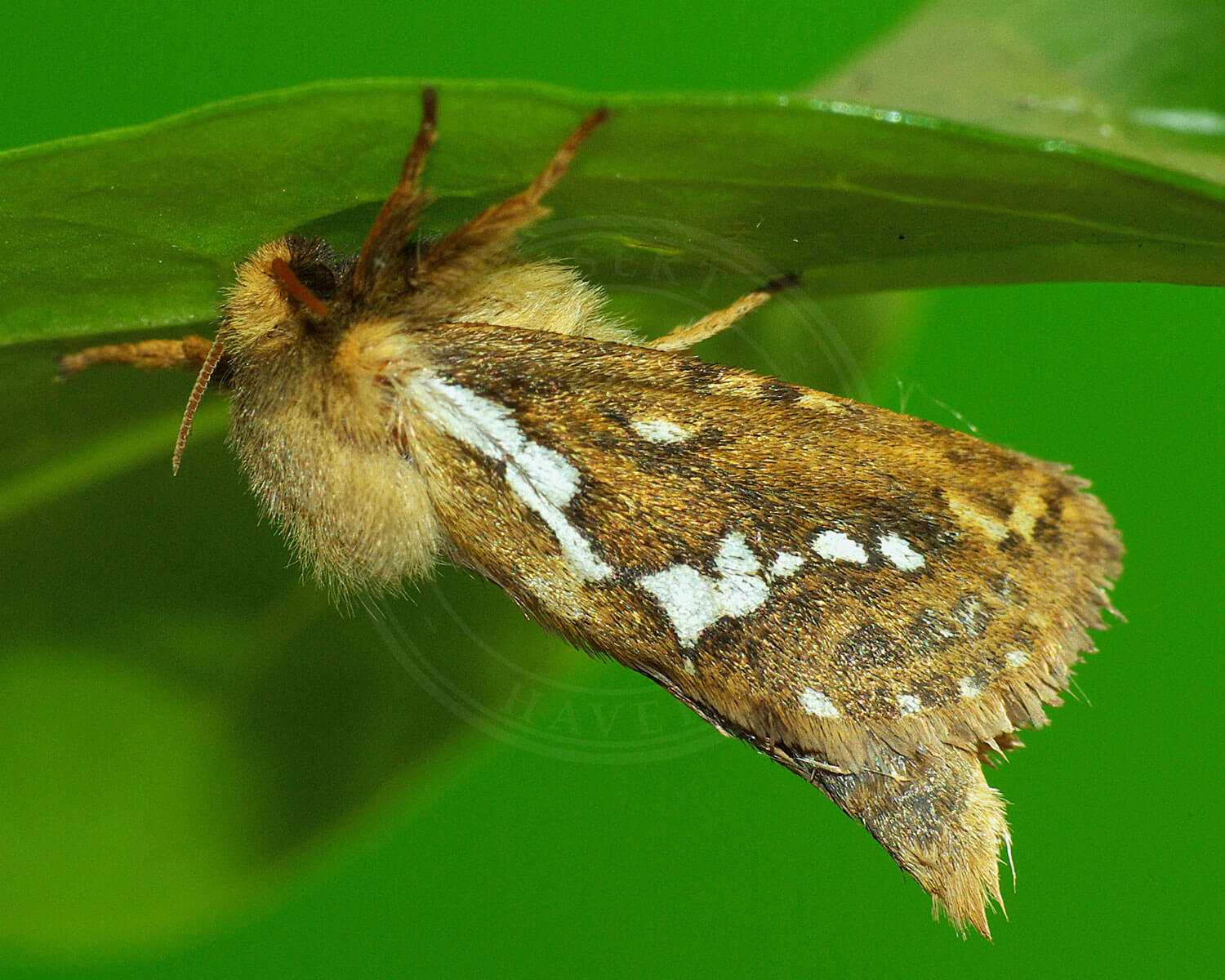 Konvalrodæder med hovedet nedad på undersiden af blad