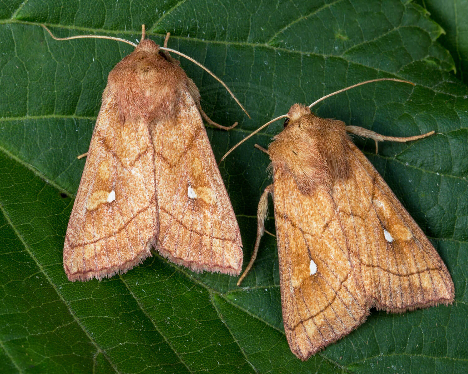 Kræmmerhusgræsugle eller retteret to på blad her