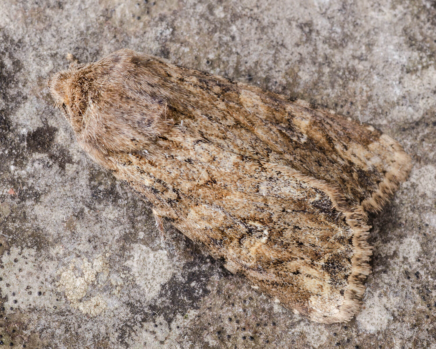 Kyststængelugle er svær at se på barken her