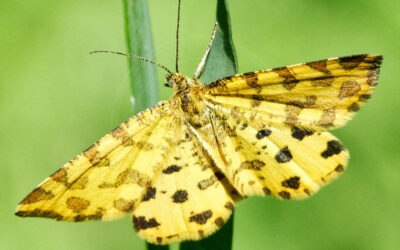 Leopardmåler Pseudopanthera macularia