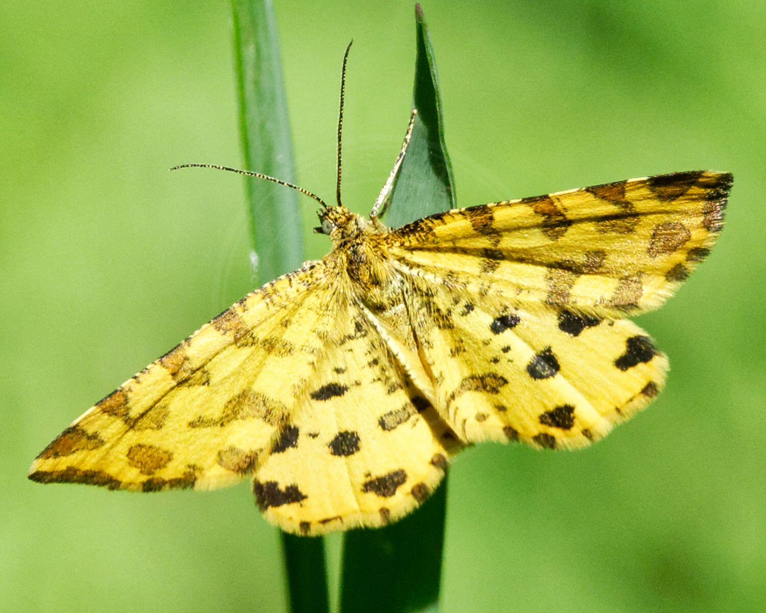 Leopardmåler set oppefra