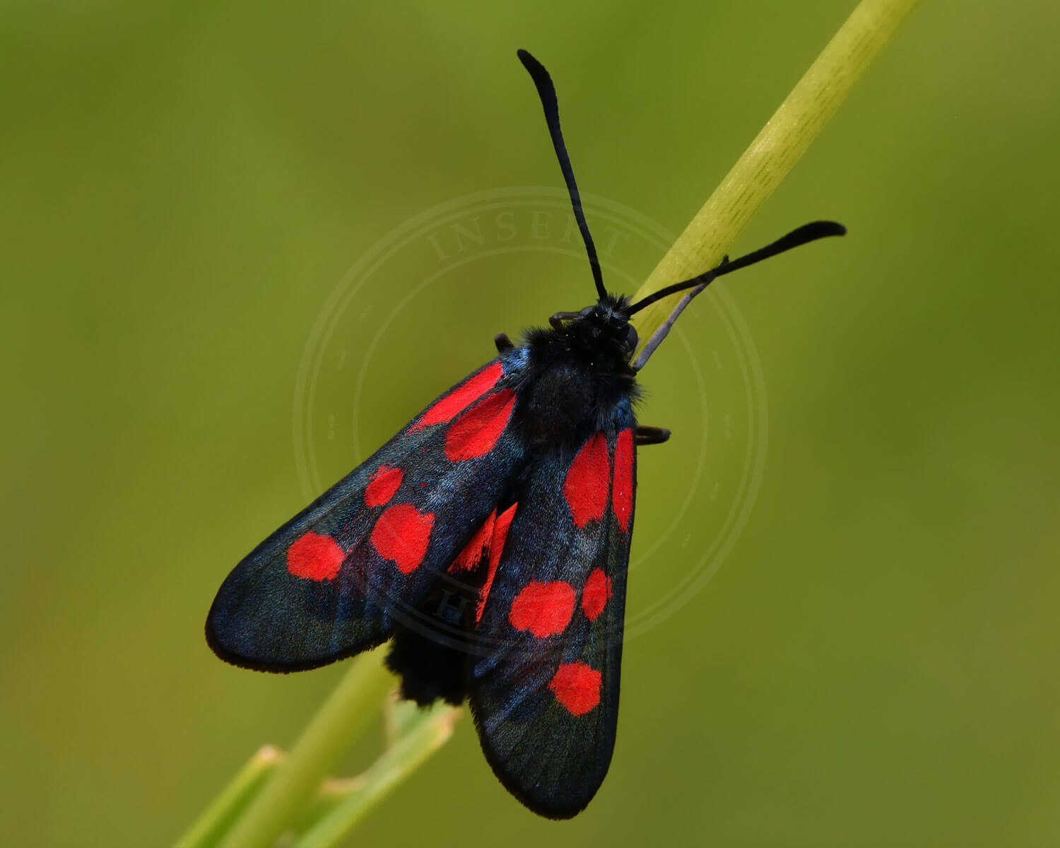 Lille Køllesværmer set fra den overside