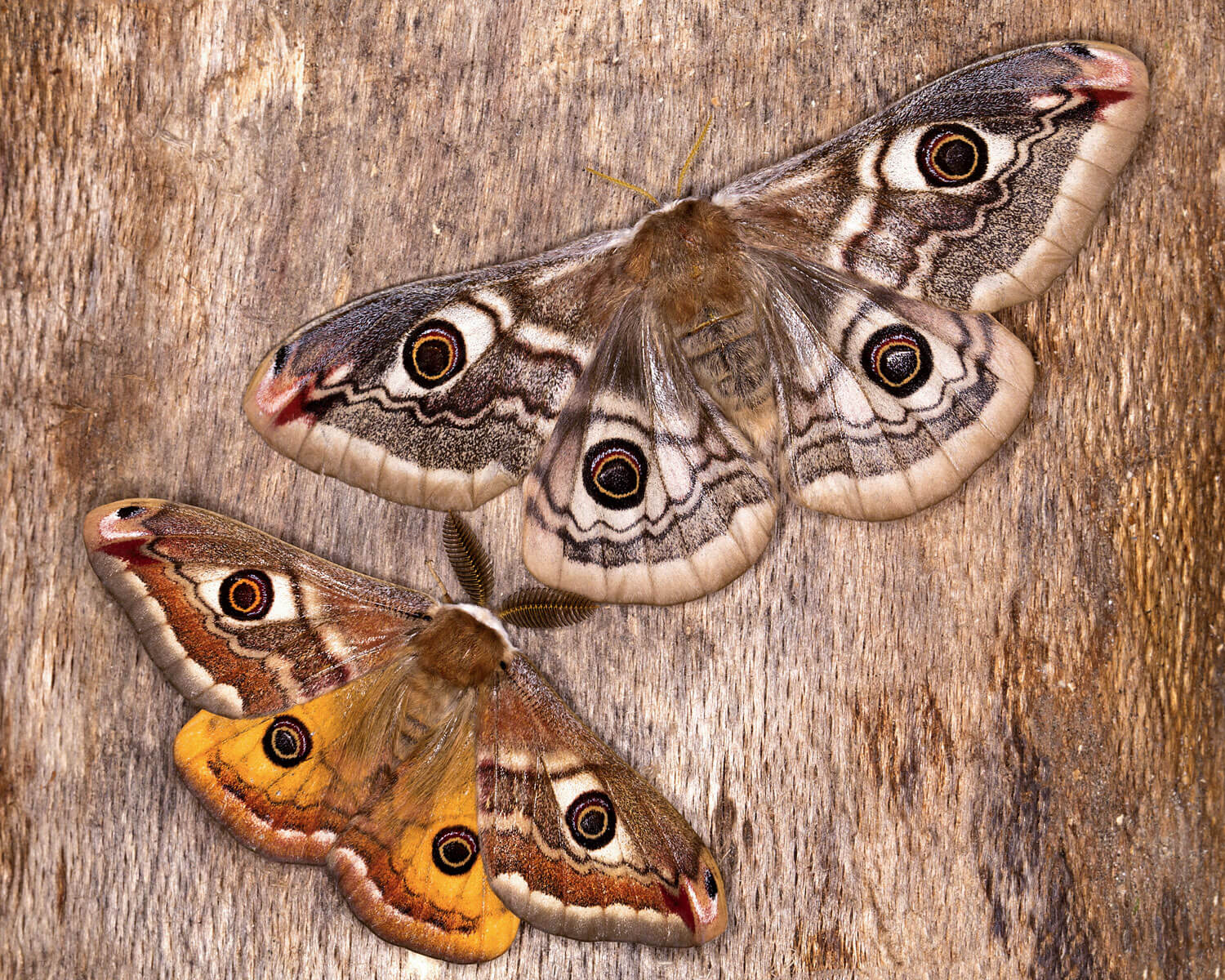 Lille Natpåfugleøje han og hun