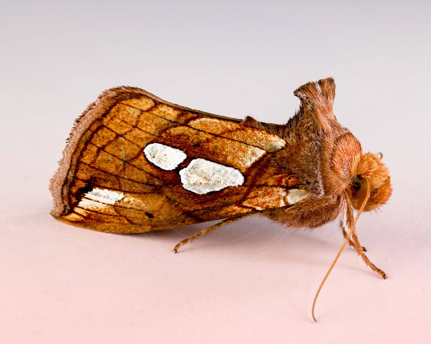 Lille Perlemormetalugle set halvt fra siden