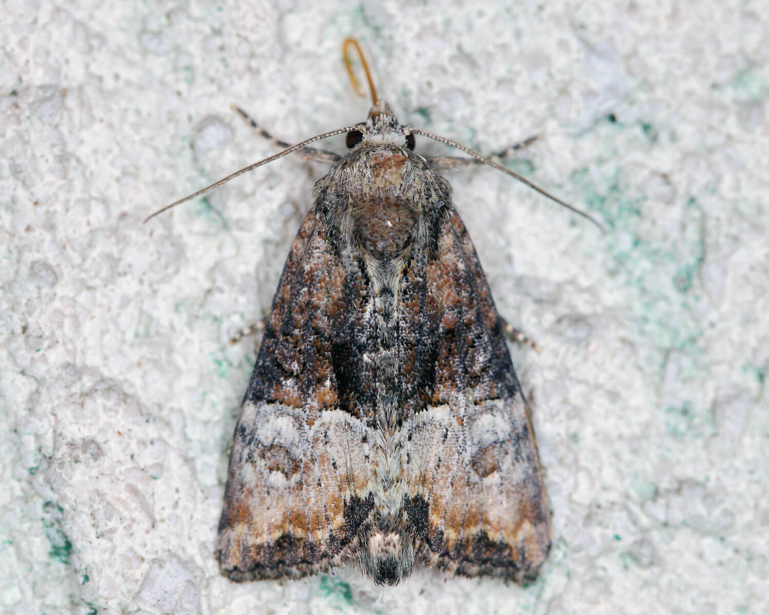 Lille Tyv - natsommerfugl med sjovt navn