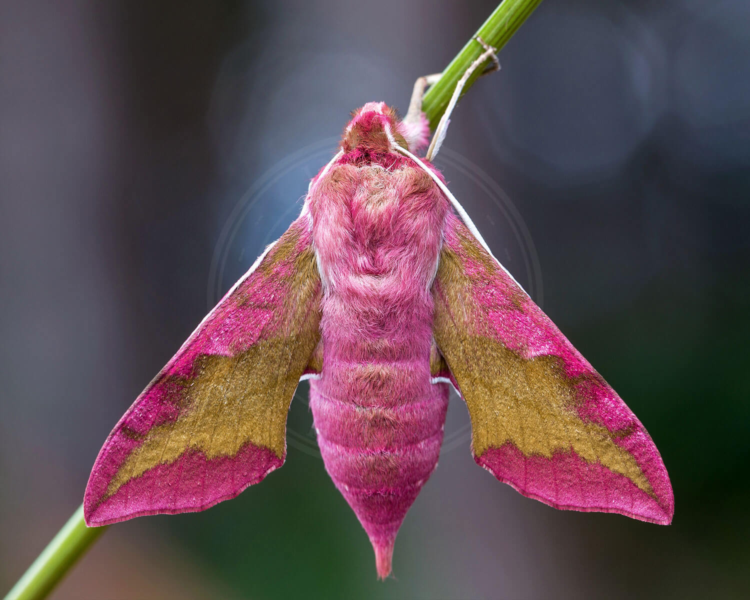 Lille Vinsværmer set fra dens overside