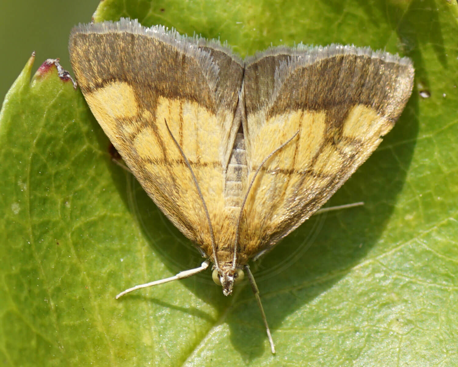 Løgkarsehalvmøl der sidder på blad