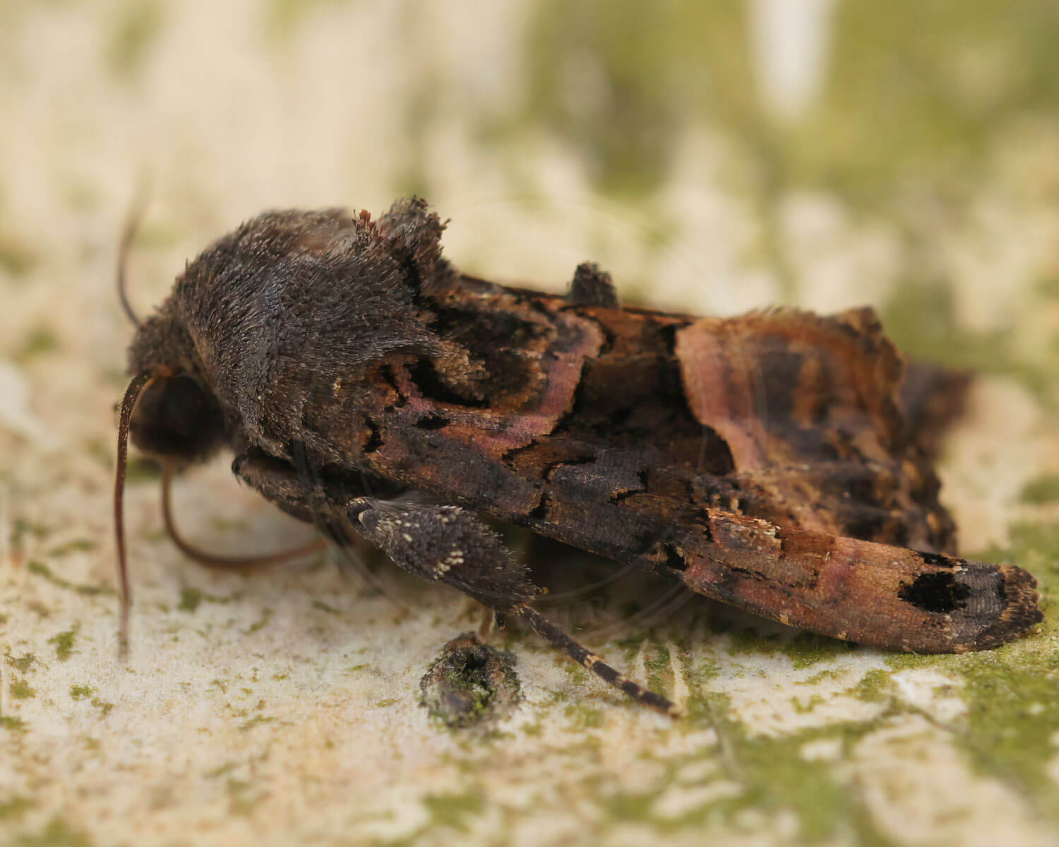 Lygtebærer-Ugle set fra siden så man kan se pukkel