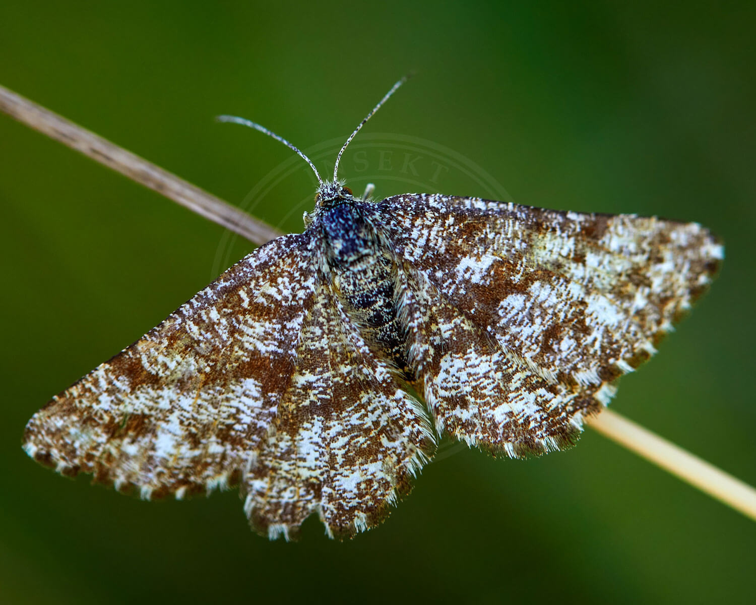 Lyngmåler med udbredte vinger