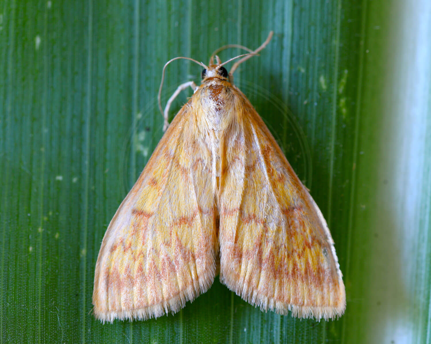 Majshalvmøl der sidder på blad