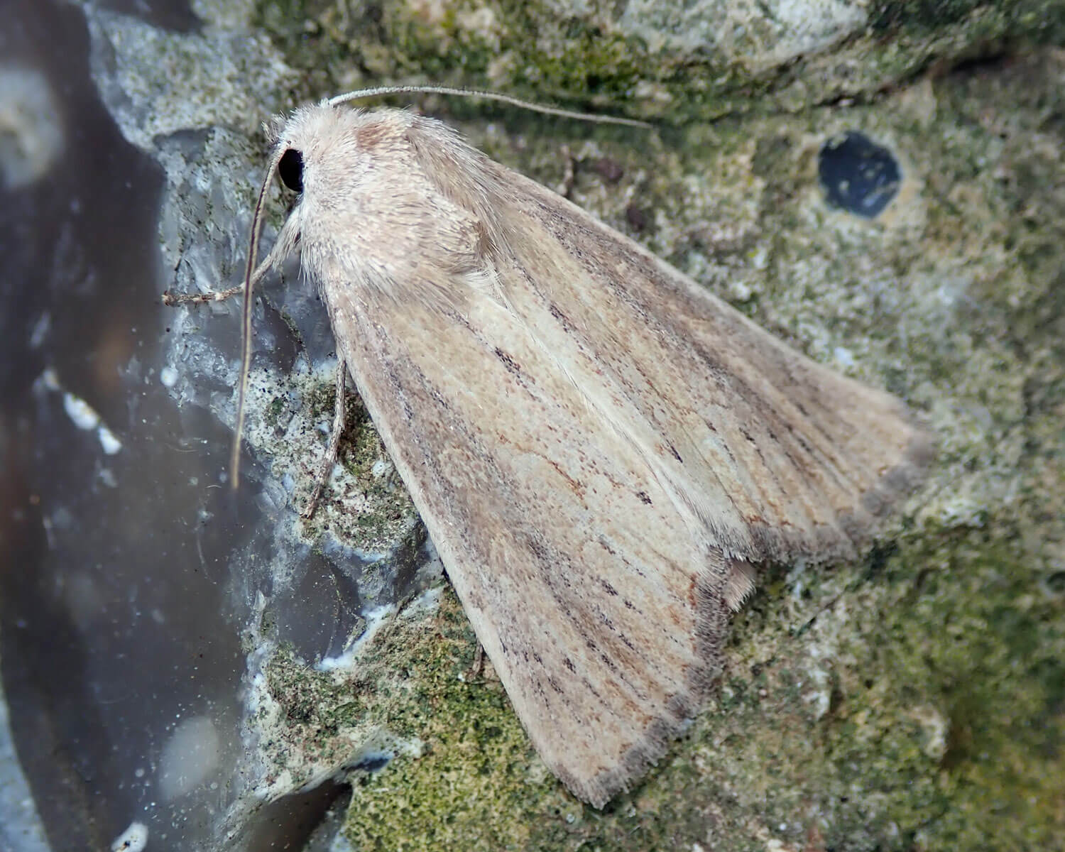 Marehalmugle der sidder på flintesten