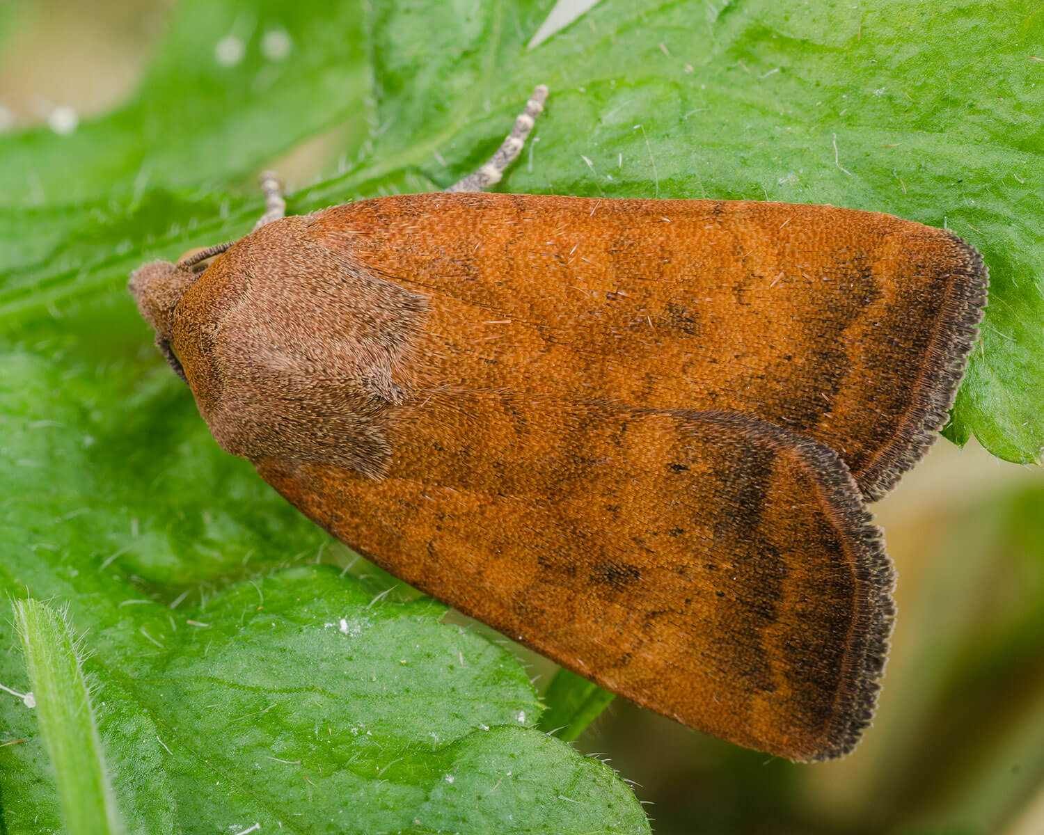 Mørksømmet Smutugle på grønt blad