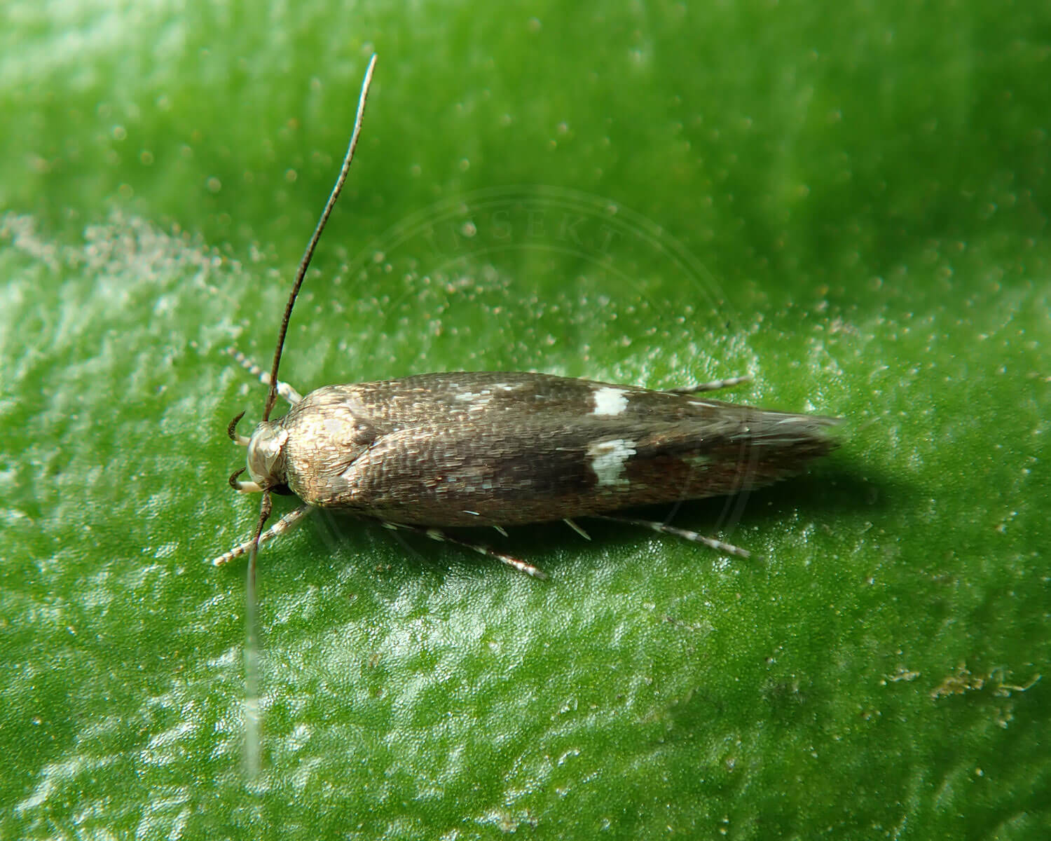 Mompha langiella som er meget lille, ses her på blad