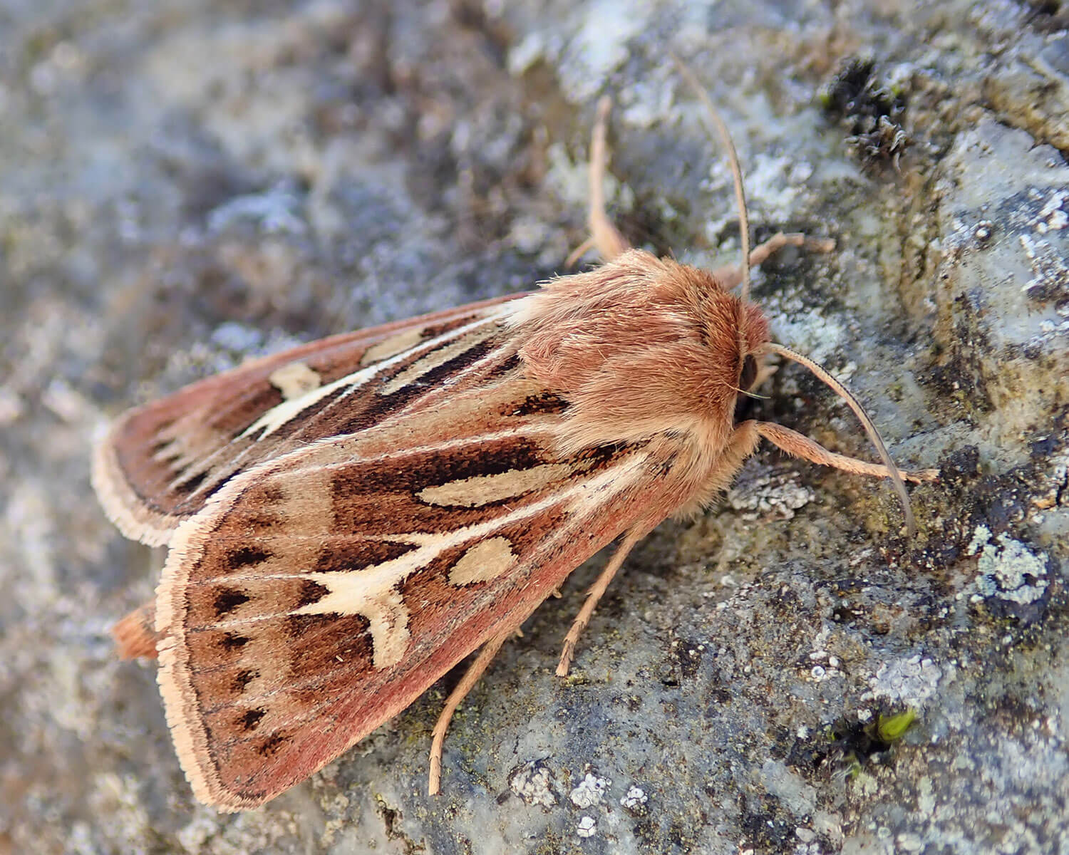Mosebunkeugle en flot nærmest lyserød natsommerfugl